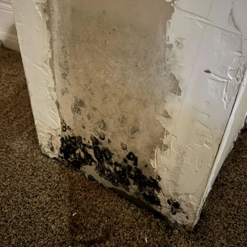 Professional Mold Removal in Clayton, NC